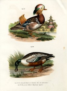 Anatra mandarina da German School